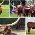Sự xuất hiện và đặc điểm của bò đực và bò cái hoang dã thuộc giống Watussi, sinh sản