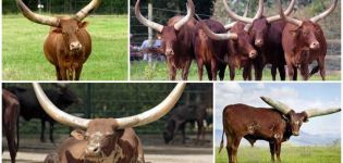 Watussi cinsinin yabani boğa ve ineklerinin görünümü ve özellikleri, üreme