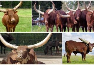The appearance and characteristics of wild bulls and cows of the Watussi breed, breeding