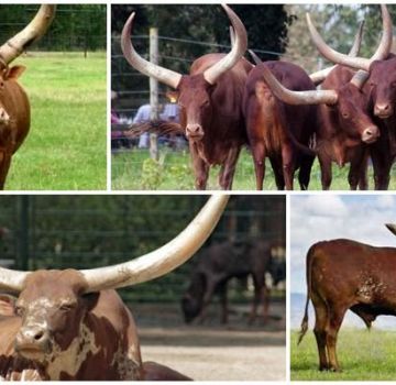L'aspetto e le caratteristiche dei tori selvatici e delle mucche di razza Watussi, allevamento