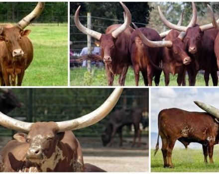 L'apparence et les caractéristiques des taureaux et des vaches sauvages de la race Watussi, élevage