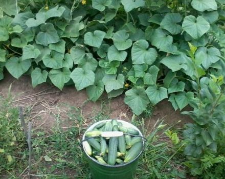 Description of the Vyaznikovsky cucumber variety, recommendations for care and cultivation