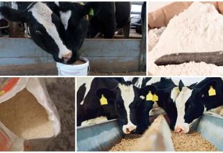 Types and composition of pelleted feed for calves, when to give