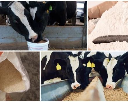 Tipi e composizione del mangime granulare per vitelli, quando somministrarlo