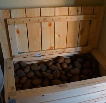 Làm thế nào để giữ một củ cải cho mùa đông ở nhà trong hầm hoặc căn hộ, nó có thể đông lạnh