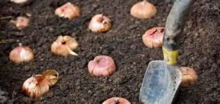 Výsadba, pestovanie a starostlivosť o gladioly vonku