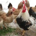 Beschrijving en volledige kenmerken van het Zagorsk-zalmras van kippen, de subtiliteiten van de inhoud