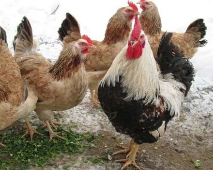 Beskrivelse og fulde kendetegn for kyllingerne i Zagorsk-laksen, indholdets finesser