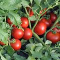 Descrizione della varietà di pomodoro Kistevoy F1, le sue caratteristiche e recensioni