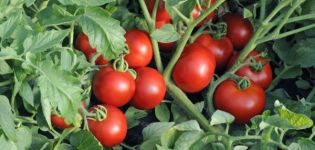 Beschreibung der Tomatensorte Brush Blow, ihre Eigenschaften und Anbau