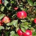 Opis i karakteristike, prednosti i nedostaci sorti i karakteristika uzgoja Quinti jabuka