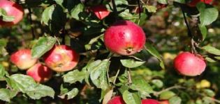 Descripció i característiques, pros i contres de la varietat de poma Quinti i característiques de cultiu