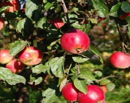 Quinti obuolių veislių aprašymas ir savybės, privalumai ir trūkumai bei auginimo ypatybės