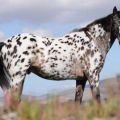 Opis a charakteristika koní Appaloosa, vlastnosti obsahu a cena