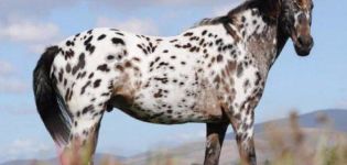 Descripció i característiques dels cavalls d'Appaloosa, característiques de manteniment i preu