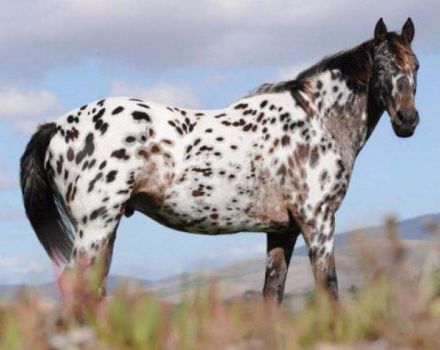 Beschrijving en kenmerken van Appaloosa-paarden, kenmerken van onderhoud en prijs