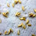 Cómo preparar semillas de pepino para la siembra en campo abierto y en invernadero
