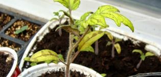 Reasons why tomato seedlings may turn yellow and what to do
