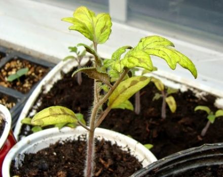 Reasons why tomato seedlings may turn yellow and what to do