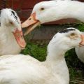 Pourquoi les canards se mordent-ils et se pincent-ils et que faire du cannibalisme