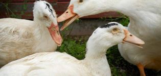 ¿Por qué los patos se muerden y pellizcan entre sí y qué hacer con el canibalismo?
