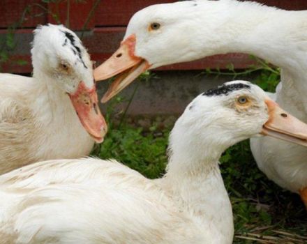 ¿Por qué los patos se muerden y pellizcan entre sí y qué hacer con el canibalismo?