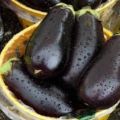 Beskrivelse af sorten Galich-aubergine, dens egenskaber og udbytte