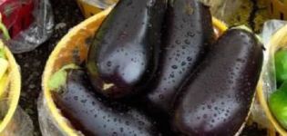 Beskrivelse af sorten Galich-aubergine, dens egenskaber og udbytte