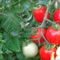 Beskrivelse af Rio Fuego-tomatsorten og dens egenskaber