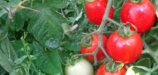 Beskrivning av Rio Fuego-tomatsorten och dess egenskaper