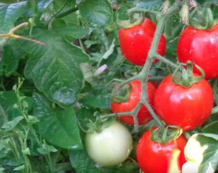 Opis odmiany pomidora Rio Fuego i jej właściwości