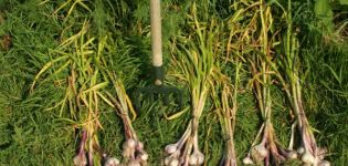 Când este necesară recoltarea usturoiului de iarnă în Siberia și regiuni?