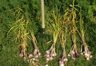 When is it necessary to harvest winter garlic in Siberia and regions?