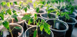Cuándo plantar tomates para plántulas en 2020 según el calendario lunar