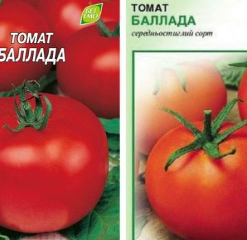 Pomidorų veislės „Ballada“ aprašymas ir jos savybės