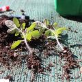 Warum Tomaten nicht sprießen und langsam wachsen, was zu tun ist