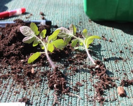 Perché i pomodori non germogliano e crescono lentamente, cosa fare