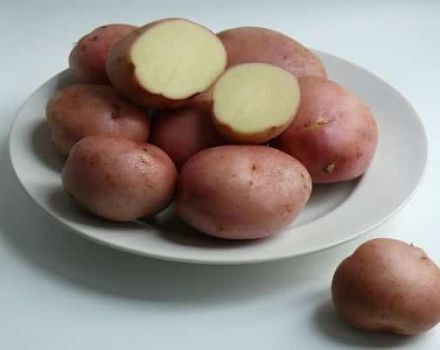 Opis odrody Romano zemiakov, vlastnosti pestovania a starostlivosti
