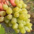 Description and characteristics of Harold fruit grapes and history of creation