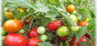 Popis a charakteristika odrůdy rajčat Turbojet