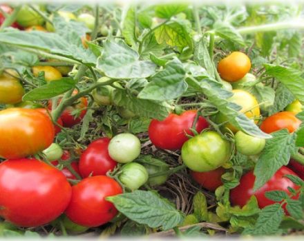 Description and characteristics of the tomato variety Turbojet