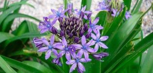 Szabályban a hyacintoidok ültetésének és gondozásának szabályai