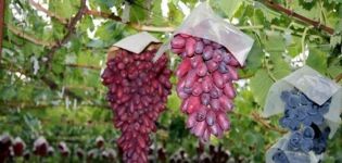 Description and subtleties of growing Manicure Finger grapes