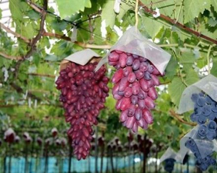 Auginamų manikiūro pirštų vynuogių aprašymas ir subtilybės