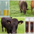 ทำไมลูกวัวถึงมีปัสสาวะสีแดงและมีเลือดปนออกมาต้องทำอย่างไร