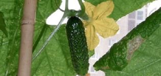 Beschrijving van de Bettina-komkommersoort, teeltkenmerken en opbrengst