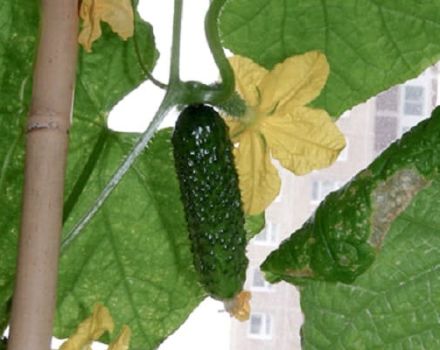 Beschrijving van de Bettina-komkommersoort, teeltkenmerken en opbrengst