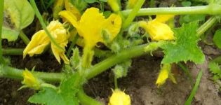 Why do zucchini have a lot of barren flowers, do I need to cut off, what to do if they do not tie