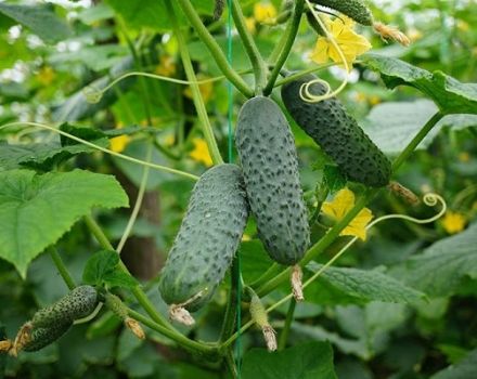 Description of the Meringue cucumber variety, planting and care, the opinion of gardeners