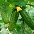 Features of growing cucumbers in the open field in the Moscow region